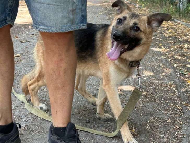 Chienne d'un an disponible à l'adoption