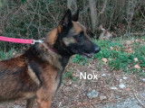 Chien Berger fauve charbonné en attente d'adoption