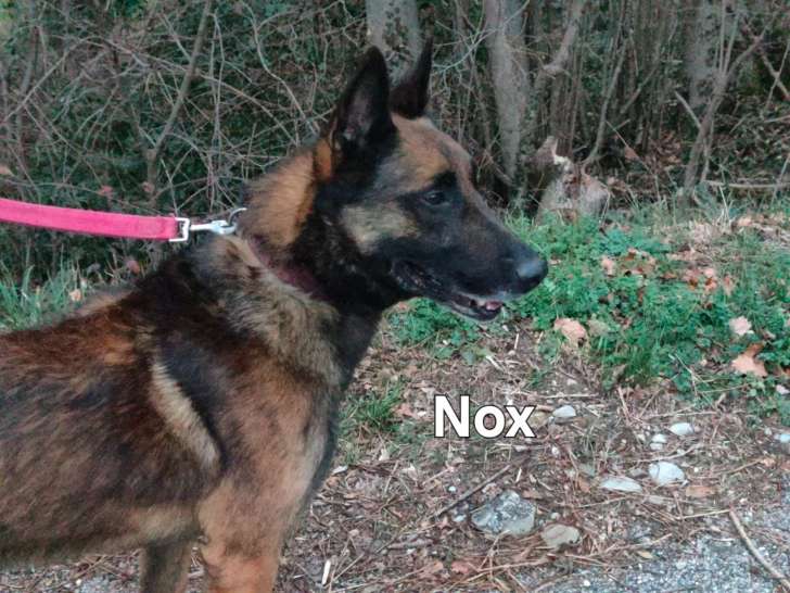 Chien Berger fauve charbonné en attente d'adoption