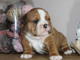 3 chiots mâles Bulldogs Anglais LOF disponibles à la réservation