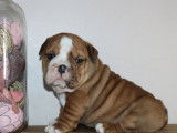 3 chiots mâles Bulldogs Anglais LOF disponibles à la réservation