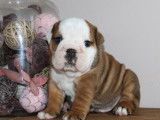 3 chiots mâles Bulldogs Anglais LOF disponibles à la réservation