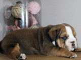 3 chiots mâles Bulldogs Anglais LOF disponibles à la réservation