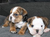3 chiots mâles Bulldogs Anglais LOF disponibles à la réservation