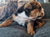 3 chiots mâles Bulldogs Anglais LOF disponibles à la réservation