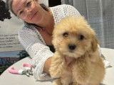 Des chiots Bichons Havanais LOF disponibles à la vente