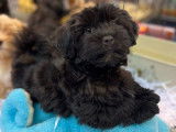 Des chiots Bichons Havanais LOF disponibles à la vente
