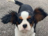 À vendre un chiot mâle Cavalier King Charles tricolore LOF