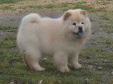 8 chiots Chow Chow LOF crème disponibles à la vente