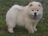 8 chiots Chow Chow LOF crème disponibles à la vente