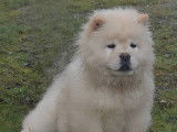 8 chiots Chow Chow LOF crème disponibles à la vente