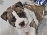 5 chiots American Staffordshire Terrier LOF disponibles à la réservation