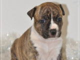5 chiots American Staffordshire Terrier LOF disponibles à la réservation