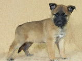 À réserver des chiots Bergers Belges Malinois LOF