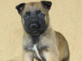 À réserver des chiots Bergers Belges Malinois LOF