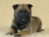 Des chiots Bergers Belges Malinois LOF à réserver
