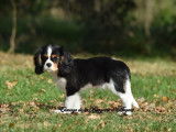 Un chiot femelle Cavalier King Charles tricolore LOF à vendre