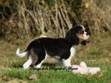 Un chiot femelle Cavalier King Charles tricolore LOF à vendre