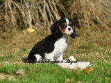 Un chiot femelle Cavalier King Charles tricolore LOF à vendre