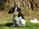Un chiot femelle Cavalier King Charles tricolore LOF à vendre