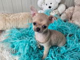 Chiot femelle Chihuahua LOF crème disponible à la vente