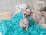 Chiot femelle Chihuahua LOF crème disponible à la vente