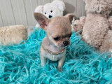 Chiot femelle Chihuahua LOF crème disponible à la vente
