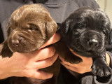 Chiots Labrador LOF à vendre