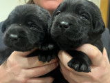 Chiots Labrador LOF à vendre