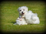 Chiots Bichon Maltais nains à vendre