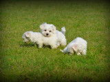 Chiots Bichon Maltais nains à vendre