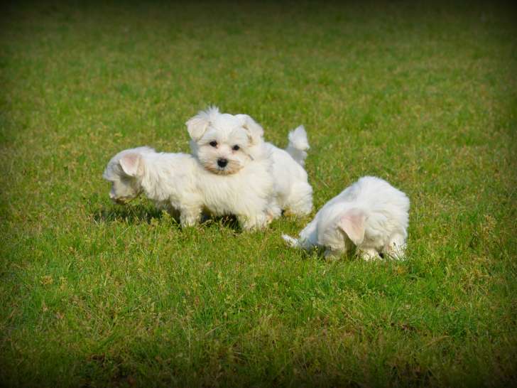 Chiots Bichon Maltais nains à vendre