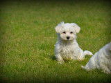 Chiots Bichon Maltais nains à vendre