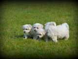 Chiots Bichon Maltais nains à vendre