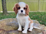 À vendre un chiot mâle Cavalier King Charles couleur rubis LOF