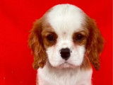 À vendre un chiot mâle Cavalier King Charles couleur rubis LOF