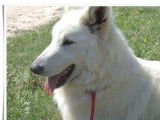 Chienne Berger Blanc Suisse LOF de 3 ans disponible à la vente