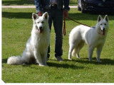 Chienne Berger Blanc Suisse LOF de 3 ans disponible à la vente