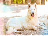 Chienne Berger Blanc Suisse LOF de 3 ans disponible à la vente