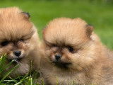 4 chiots Spitz Nains LOF à réserver