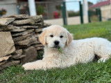 À acheter 6 chiots Golden Retrievers LOF