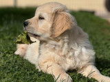 À acheter 6 chiots Golden Retrievers LOF