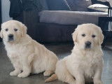 À acheter 6 chiots Golden Retrievers LOF