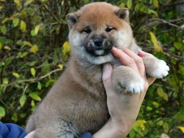 À vendre des chiots Shiba Inu LOF