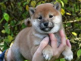 À vendre des chiots Shiba Inu LOF