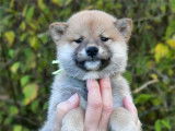 À vendre des chiots Shiba Inu LOF