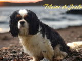 Chienne adulte Cavalier King Charles tricolore à vendre