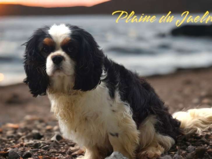 Chienne adulte Cavalier King Charles tricolore à vendre