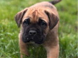 Un chiot mâle Cane Corso LOF fauve à réserver