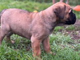 Un chiot mâle Cane Corso LOF fauve à réserver